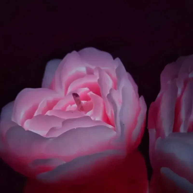 Свічка троянда люмінесцентна GlowKink 62 г, низькотемпературна, L, для БДСМ, персикова